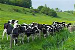 Young cows in meadow in The Cotswolds at Swinbrook, Oxfordshire, UK