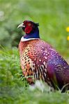 Male cock pheasant, Phasianus colchicus, in meadow in The Cotswolds at Swinbrook, Oxfordshire, UK