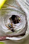 Common wasps, Vespula vulgaris, yellowjacket, with wasp nest, in the Cotswolds, Oxfordshire, UK