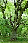 Ancient beech tree in The Wychwood Forest, Leafield, The Cotswolds, Oxfordshire, UK