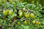 Gooseberries, Ribes grossularia,  in English cottage garden in Swinbrook in The Cotswolds, Oxfordshire, UK