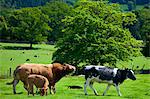 Bull and cows in meadow near Easedale in the Lake District National Park, Cumbria, UK