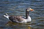 Graylag goose, Anser anser, on Tarn Hows lake, in the Lake District National Park, Cumbria, UK