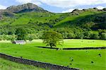 Herdwick sheep at hill farm smallholding in the Lake District National Park, Cumbria, UK