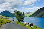 Cyclist passes traditional Herdwick sheep grazing by the road at Wastwater in the Lake District National Park, Cumbria, UK