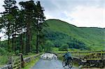 Herdwick sheep with shepherd by Westhead Farm by Thirlmere in the Lake District National Park, Cumbria, UK