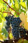 Sangiovese Chianti Classico grapes ripe for picking at Pontignano in Chianti region of Tuscany, Italy