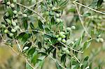 Olive branch on tree in Val D'Orcia, Tuscany, Italy