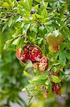 Pomegranate tree, Punica granatum, in Val D'Orcia, Tuscany, Italy