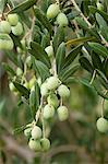 Olive branch on tree in Val D'Orcia, Tuscany, Italy