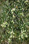 Olive branch on tree in Val D'Orcia, Tuscany, Italy