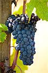 Brunello grapes, Sangiovese, growing on vine at the wine estate of La Fornace at Montalcino in Val D'Orcia, Tuscany, Italy