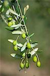 Ripe green olives on branch in traditional olive grove in Val D'Orcia, Tuscany, Italy