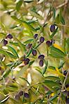 Black olives in grove of traditional olive trees, Val D'Orcia, Tuscany, Italy