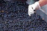 Ripened Brunello grapes, Sangiovese, being harvested at the wine estate of La Fornace at Montalcino in Val D'Orcia, Tuscany, Italy