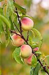 Fresh peaches growing farm estate of La Fornace at Montalcino in Val D'Orcia, Tuscany, Italy