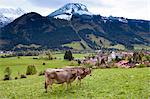 Traditional alpine cattle in the Bavarian Alps, Germany