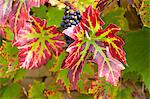 Ripe grapes on a grapevine on stone wall in country garden at Swinbrook in The Cotswolds, Oxfordshire, UK