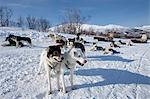 Alaskan Huskies harnessed for dog-sledding at Villmarkssenter wilderness centre, Kvaloya Island, Tromso in Arctic Circle Northern Norway