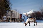 Reindeer grazing in the snow in arctic landscape at Kvaløysletta, Kvaloya Island, Tromso in Arctic Circle Northern Norway