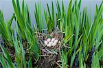 Moorhen's nest, with seven eggs laid, made with twigs among iris plants in a pond in Swinbrook, the Cotswolds, Oxfordshire, UK