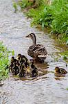 Female mallard duck with 14 newly hatched ducklings, Anas platyrhynchos, on a stream in springtime at Swinbrook, the Cotswolds, UK