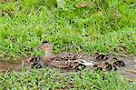 Female mallard duck with new ducklings, Anas platyrhynchos, on a stream in springtime at Swinbrook, the Cotswolds, UK