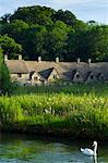 Swan on River Coln by Arlington Row cottages traditional almshouses in Bibury, Gloucestershire in The Cotswolds, UK