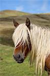 Horse in Vallee d'Ossau near Laruns in Parc National des Pyrenees Occident, France