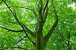 Beech tree, Asthall, the Cotswolds, Oxfordshire, UK