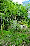 Derelict traditional period old stone cottage overgrown and in need of renovation at Tallow, County Waterford, Ireland