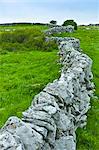 Traditional dry stone wall in meadow in The Burren, County Clare, West of Ireland