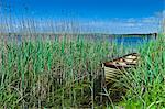 Boat among the reeds at Lough Muckanagh, County Clare, West of Ireland