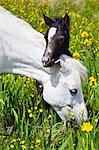 Connemara pony grey mare and foal in buttercup meadow, Connemara, County Galway, Ireland