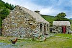 Cockerel and hens at historic cottage of Dan O'Hara, evicted by the British and forced to emigrate, Connemara, County Galway