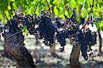 Ripe Merlot grapes at the famous Chateau Petrus wine estate at Pomerol in the Bordeaux region of France