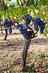 Merlot grapes on ancient vine at Chateau Lafleur at Pomerol in the Bordeaux region of France