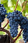 Merlot grapes on ancient vine at Chateau Lafleur at Pomerol in the Bordeaux region of France