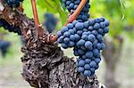 Ripe Cabernet Franc grapes on ancient vine in St Emilion in the Bordeaux region of France