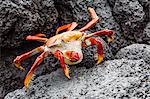 Sally lightfoot crab (Grapsus grapsus) preparing to shed its exoskeleton in Urbina Bay, Isabela Island, Galapagos Islands, Ecuador, South America