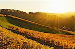 Vineyard landscape, Ortenau, Baden Wine Route, Baden-Wurttemberg, Germany, Europe