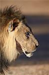 Lion (Panthera leo), Kgalagadi Transfrontier Park, encompassing the former Kalahari Gemsbok National Park, South Africa, Africa