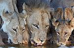 Lion (Panthera leo) and two cubs drinking, Kgalagadi Transfrontier Park, encompassing the former Kalahari Gemsbok National Park, South Africa, Africa