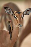 Red-billed oxpecker (Buphagus erythrorhynchus) on a female impala (Aepyceros melampus), Kruger National Park, South Africa, Africa