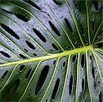 Water droplets on Swiss cheese plant leaf