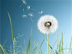 Close up of dandelion plant blowing in wind