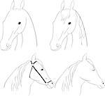 set of 4 scetch graphic horse head on white