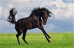 Bay horse runs gallop on the green field