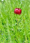 Blossom of wild red peony flower on field