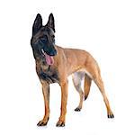 purebred belgian sheepdog malinois on a white background